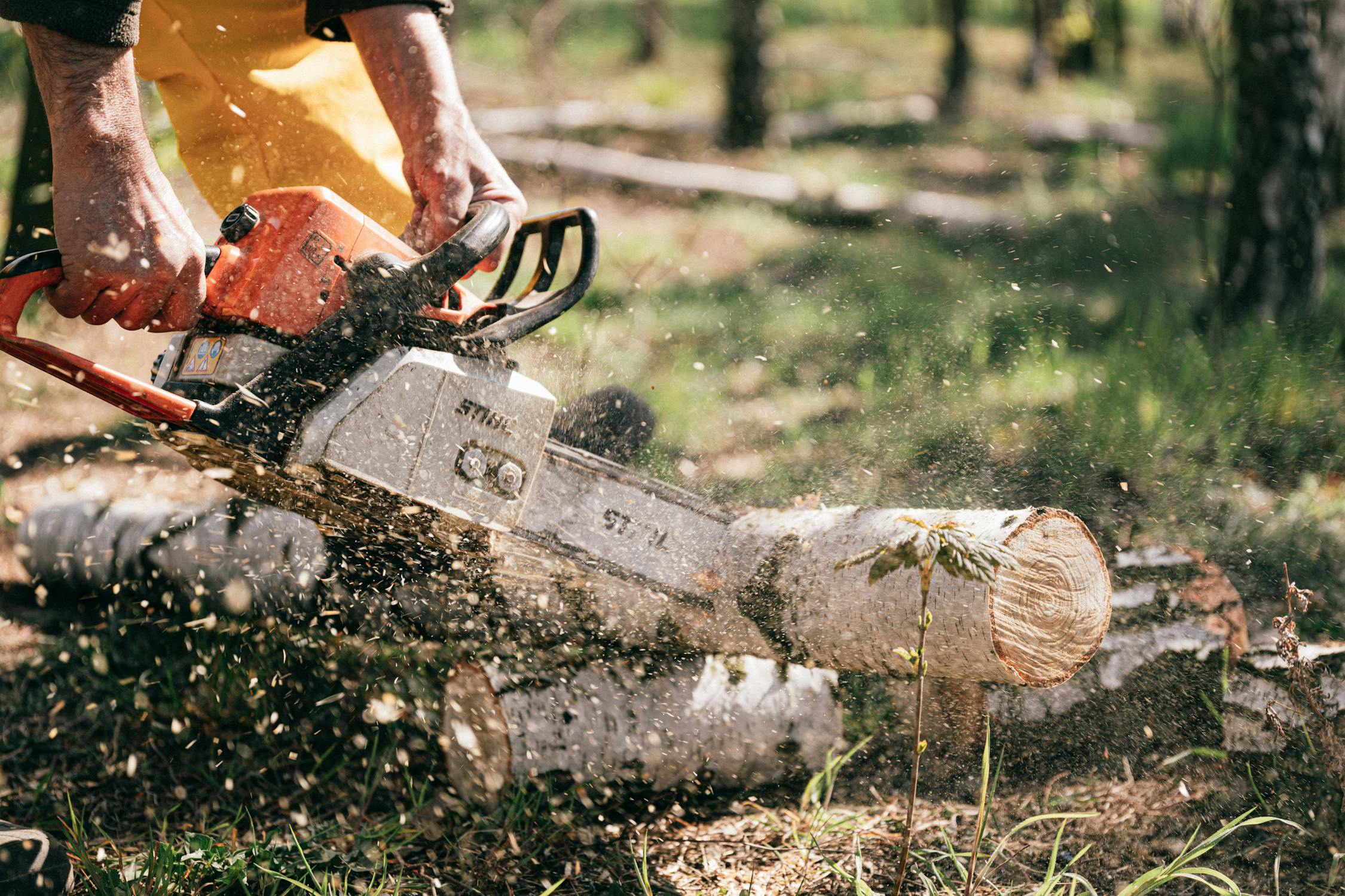 Read more about the article How to Cut Down a Tree Safely (And What You Need to Know Before You Start)